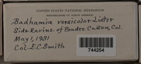 Badhamia versicolor image